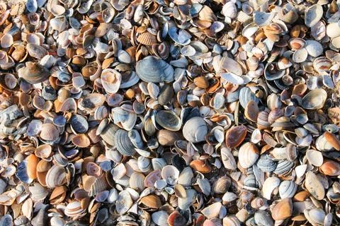 Close-Up of Seashells on the Beach Stock Photos