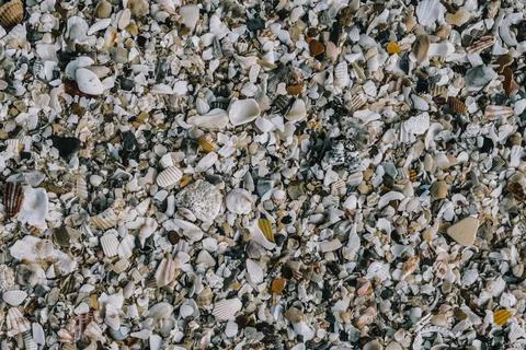 Close-up seashells on beach sand summer day. Abstract ocean background pattern Foto stock