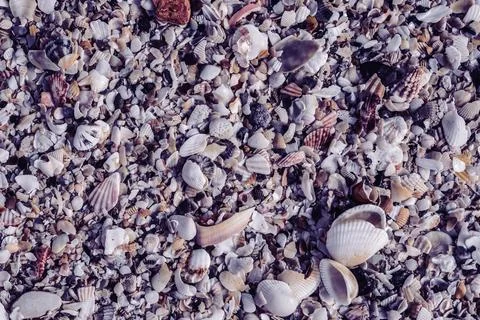 Close-up seashells on beach sand summer day. Abstract ocean background pattern Stock Photos