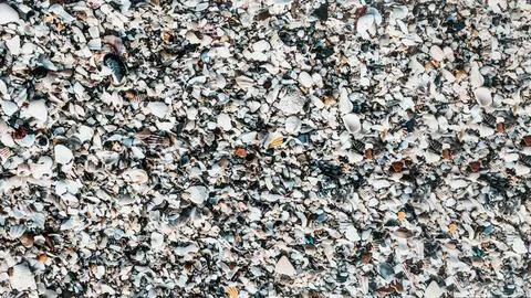 Close-up seashells on beach sand summer day. Abstract ocean background pattern Stock Photos
