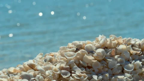 Close up Seashells On Beach Shell Beach Australia Coral Coast Shell Beach at Sha Stock Footage 294653706