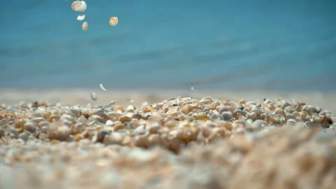 Close up Seashells On Beach Shell Beach Australia Coral Coast Shell Beach at Sha Stock Footage 294653823