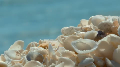Close up Seashells On Beach Shell Beach Australia Coral Coast Shell Beach at Sha Stock Footage 294653960