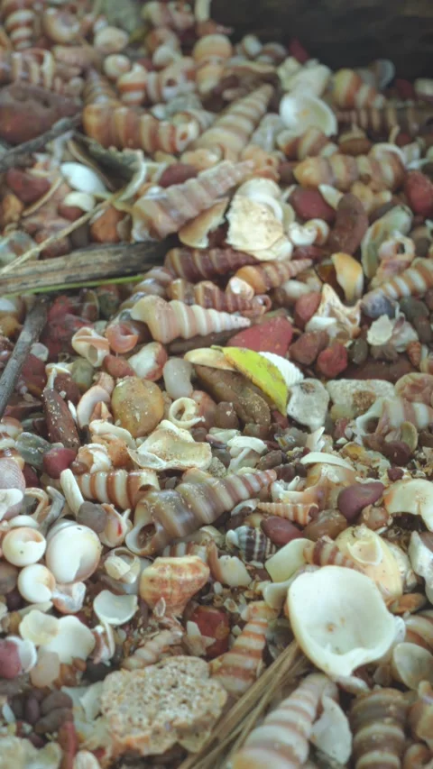 Close-Up of Seashells Covering Beach Stock Footage 325162955