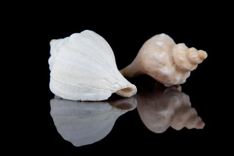 Close-up seashells with reflection on black background . Foto stock