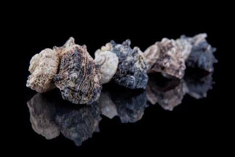 Close-up seashells with reflection on black background . Stock Photos