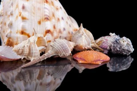 Close-up seashells with reflection on black background . 스톡 사진