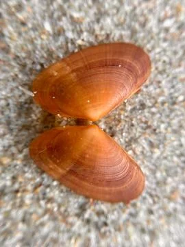 Close-up of seashells on the sandy beach (1) Stock Photos