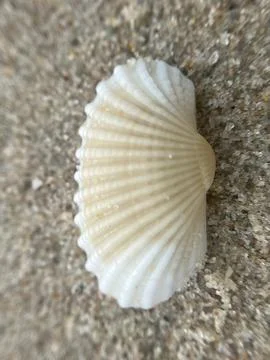 Close-up of seashells on the sandy beach (3) Stock Photos