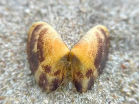 Close-up of seashells on the sandy beach (4) Stock Photos