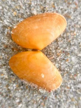 Close-up of seashells on the sandy beach (5) Stock Photos