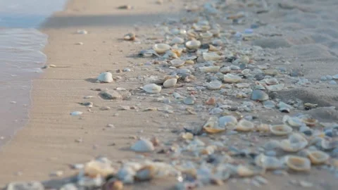 Close up of seashells on sandy beach with gentle ocean waves Stock Footage 341730592