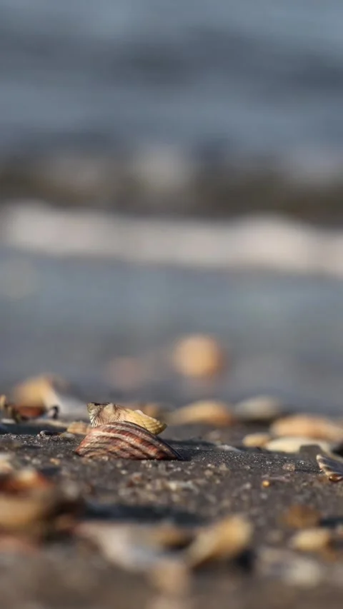 Close-up of seashells on sandy beach with waves Stock Footage 344800780