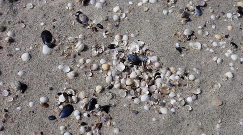 Close-up of seashells scattered on sandy beach. Stock Photos