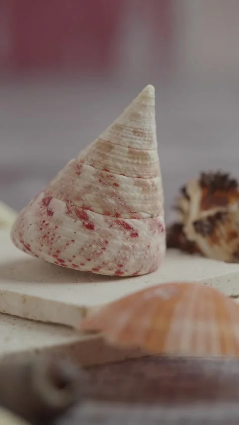 Close-up of Seashells on Stone Tiles Stock Footage 338152309