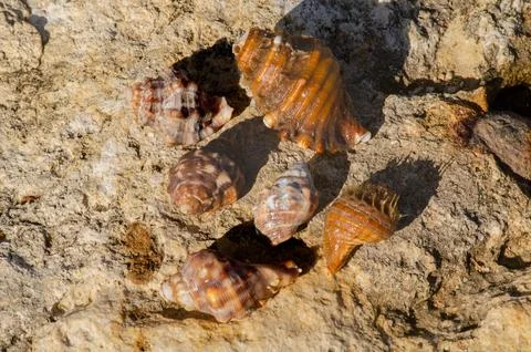 Close Up of Seashells on Sunlit Rock Surface Stock Photos