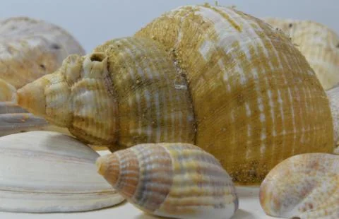 Close up of seashells on white, Stock Photos