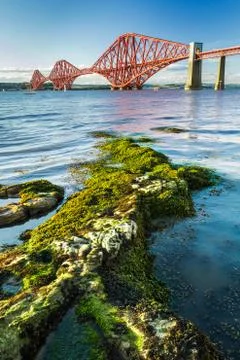 Close up seaweed and forth road bridge Stock Photos