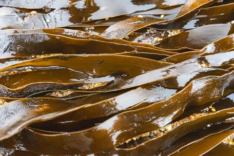 Close up from seaweed at the beach Stock Photos