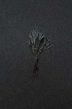 Close up seaweed leaf on beach concept photo Stock Photos
