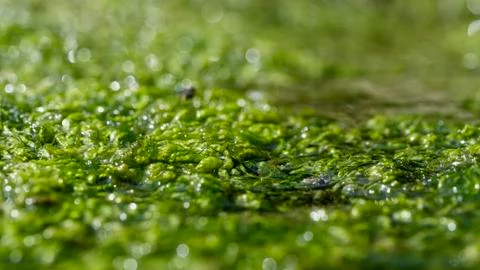 Close Up Of Seaweed Stock Photos