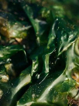 Close up of seaweed Stock Photos