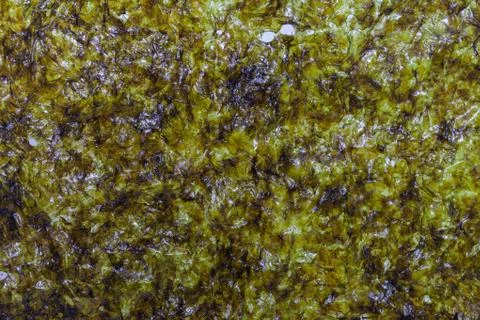 Close up of seaweed sheet on white background Stock-Fotos