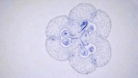 Close-up of a section of a lily flower under a microscope. Stock Photos