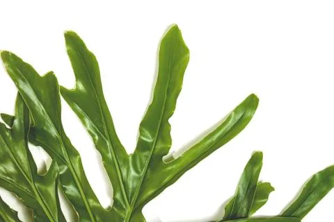 Close up Section Patterns and Textures of Leaf Ends Stock Photos