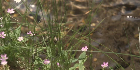 A close-up section of a rippling brook with spring flowers in the foreground Stock Footage 59528744