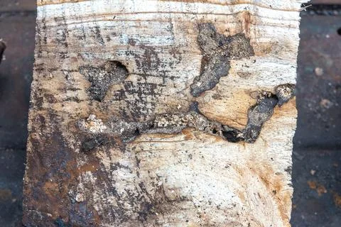 Close-up of a section of a tree with passages made by ants. Stock Photos