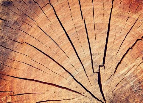 Close up section of a tree trunk. Stock Photos
