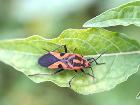 Close up of seed bugs (Spilostethus pandurus) Stock Photos