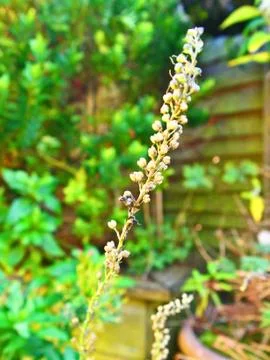 Close Up of a Seed-head 写真素材