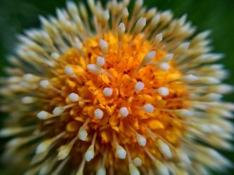 Close up of a seed Stock Photos