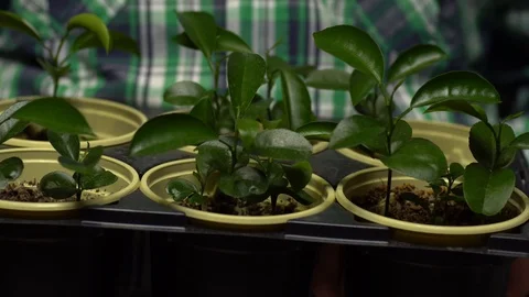 Close up of seed starter tray with six seedlings held by a person in front of Stock Footage 128985571