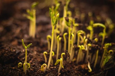 Close up Seed to tree, Seeding, Plant seed growing concept, Growing plants... Stock Photos