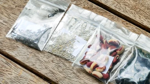 Close up seed on wood texture. Video stock 114224345