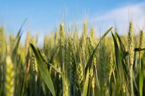 Close-up of seeded green wheat Stock Photos