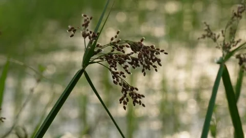 Close-up of the seedhead of woolgrass Stock Footage 314579183