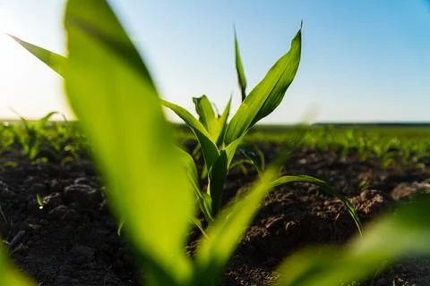 Close up seeding maize plant. Corn agriculture. Selective Focus Stockfoto's