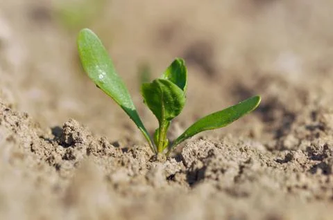 Close on a seedling Stock-Fotos