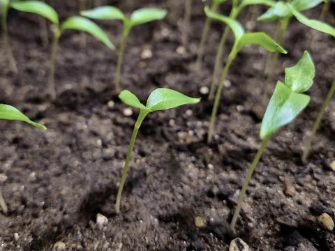 Close-Up Seedlings After Germination Stock Photos