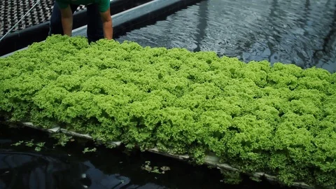 Close up seedlings of lettuce located in a broad glass-house factory hydroponics Stock Footage 99414624