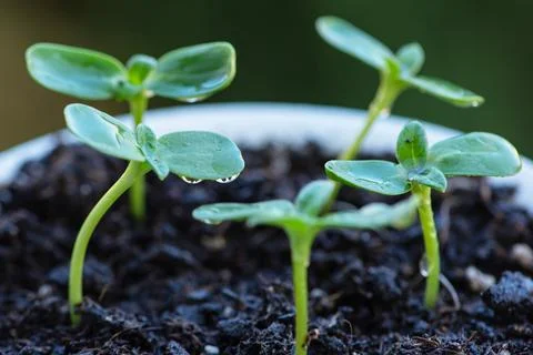 Close-up seedlings in pots on the balcony Stock Photos