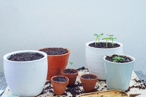 Close-up seedlings in pots on the balcony Stock Photos