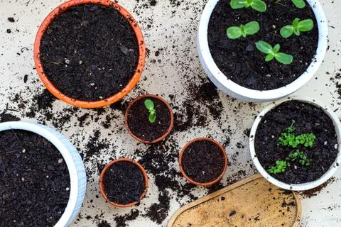 Close-up seedlings in pots on the balcony Stock Photos
