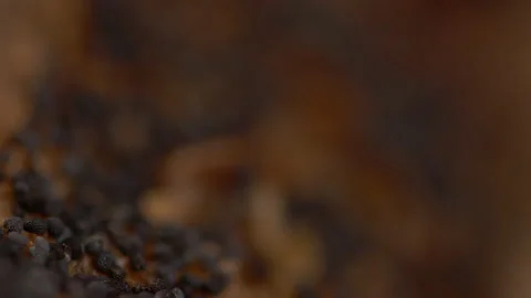 Close Up of Seeds on Multi Grain Bread Video stock 130266703