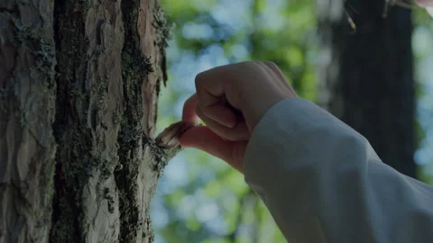 Close up of a seeking hand peeling off and touching bark from tree in the woods Stock Footage 135000491