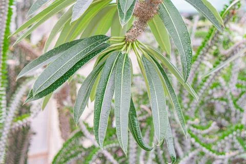 Close-up of a segmented plant leaf, possibly a fern or cycad, wet with rece.. Stock Photos